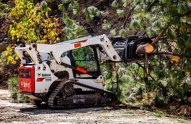 Bobcat tree removal
