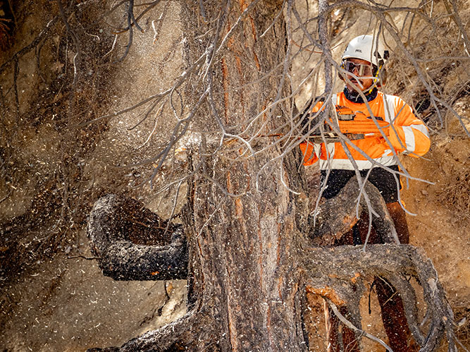Chainsaw cutting